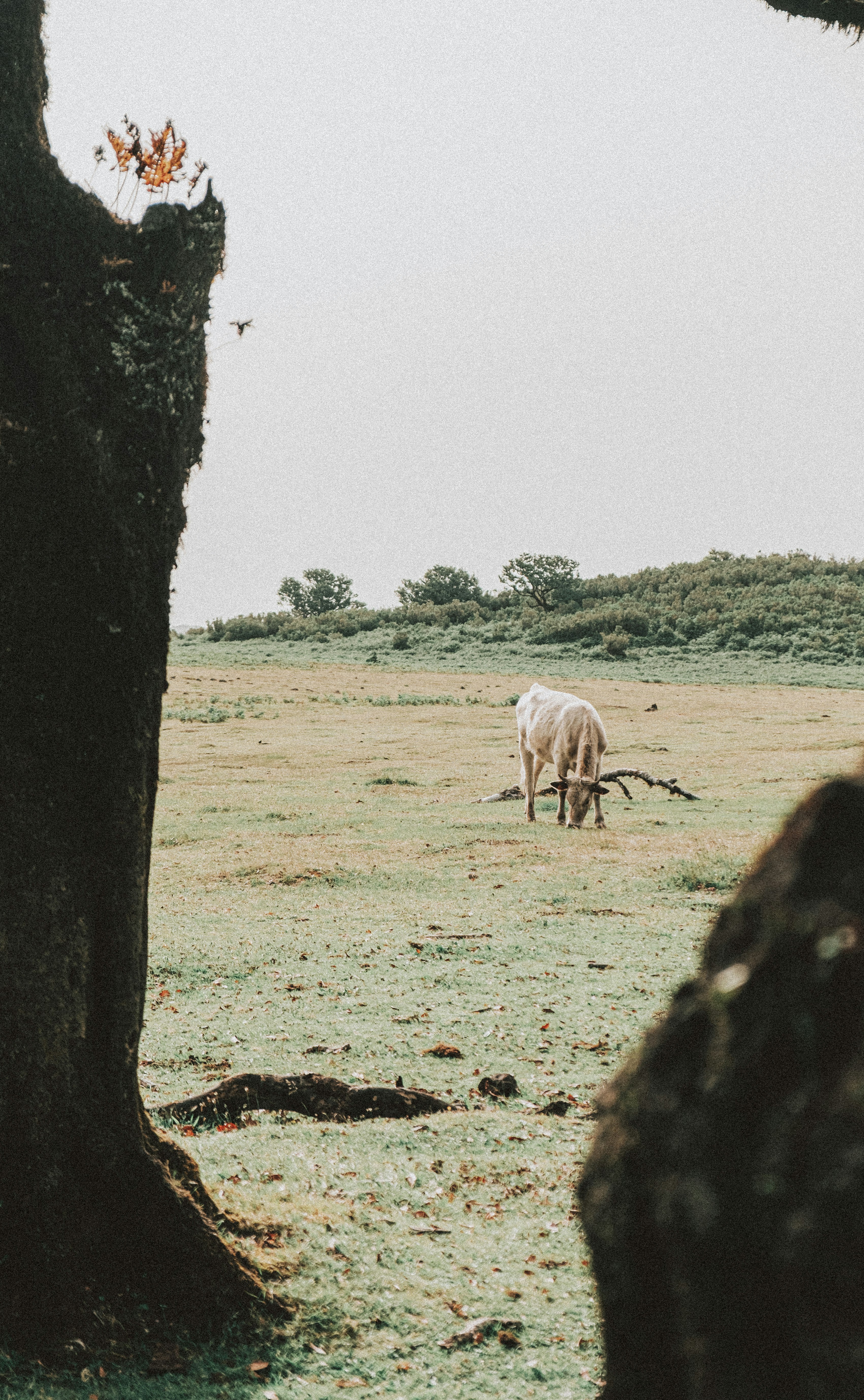 white horse eating grass beside tree during daytime